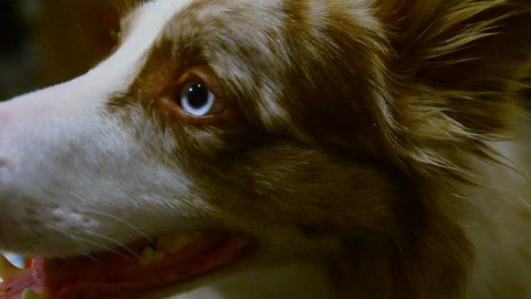 Irish Wolfhound Dog Looking At Stock Footage Video 100 Royalty