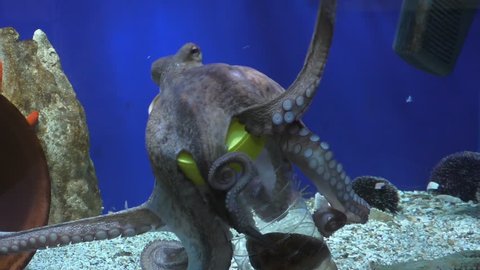 Octopus Stock Video Footage - 4K and HD Video Clips | Shutterstock