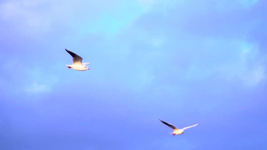 Two seagulls flying in the air image - Free stock photo - Public Domain ...