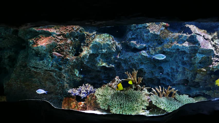 Unduh 92 Background Aquarium Discus HD Terbaik