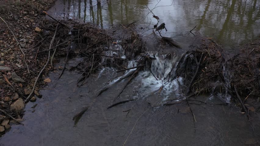 Beaver Dam in a Small Stock Footage Video (100% Royalty-free ...