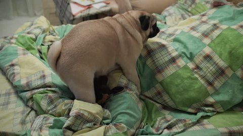 Hot Dog Sex - Pug dog is humping the toy, leg. trying to have sex with leg. solely sexual  act