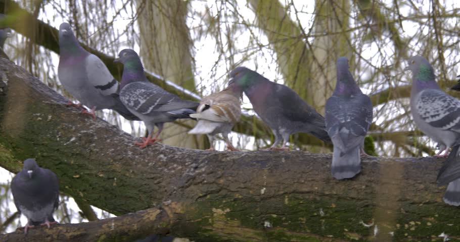 wood-pigeon-on-branch-image-free-stock-photo-public-domain-photo