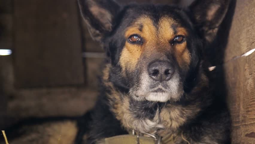 Evil Dog, German Shepherd Dog Stock Footage Video (100