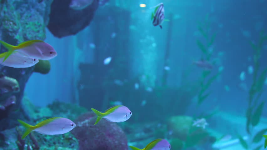 Ray Fish And Snubnose Pompano Fish And Longfin Banner Fish In Water