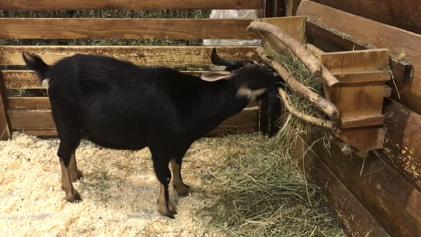 Black Goat Eating Hay From Stockvideos Filmmaterial 100