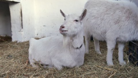 Mountain Goats Feeding On Rocky Stock Footage Video 100 Royalty