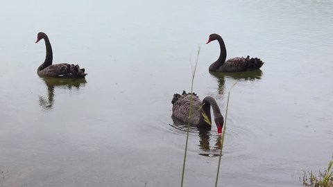 When It Rains It Swans >> Swan Lake Pattern Stock Video Footage 4k And Hd Video Clips When It Rains It Swans >> Swan Lake Pattern Stock Video Footage 4k And Hd Video Clips