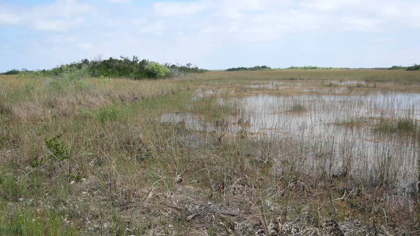 Forest Path at Everglades National Park, Florida image - Free stock ...