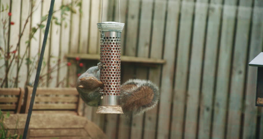 Garden Squirrel Eating Peanuts Whilst Stock Footage Video 100
