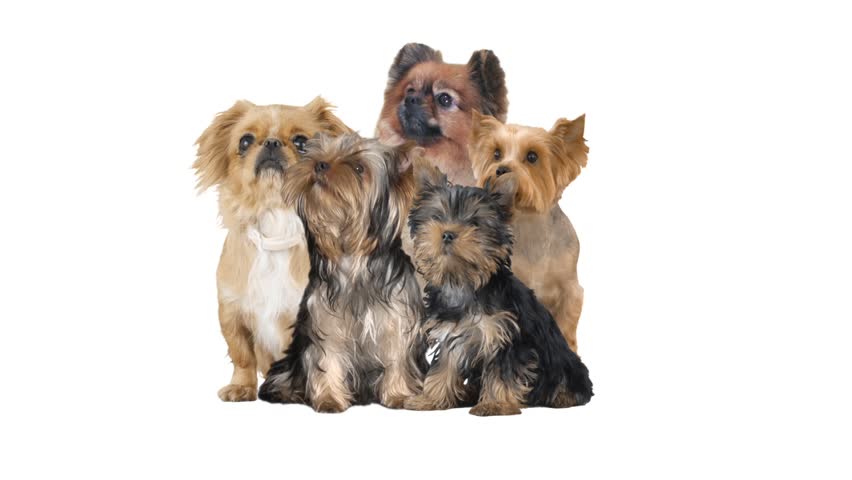 Group of Small Dogs On Stock Footage Video (100% Royalty ...