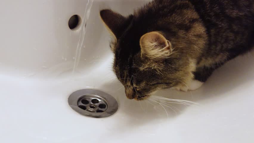 Cat Drinking Fresh Water From Stock Footage Video 100 Royalty