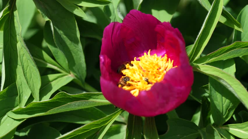 Flower half-open on a flower image - Free stock photo - Public Domain ...