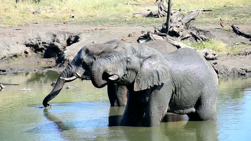 Landscape of Kruger National Park in South Africa image - Free stock ...