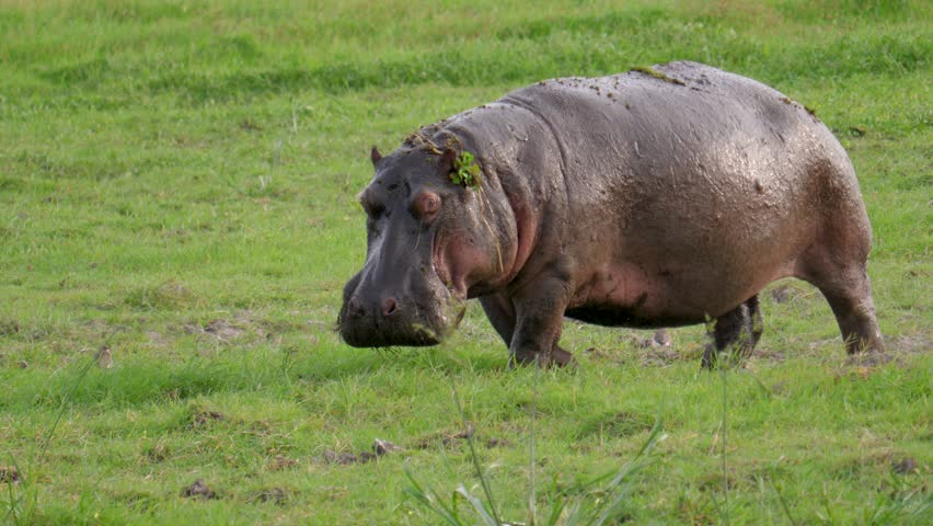 African Adult and Large Hippo Stock Footage Video (100% Royalty-free ...