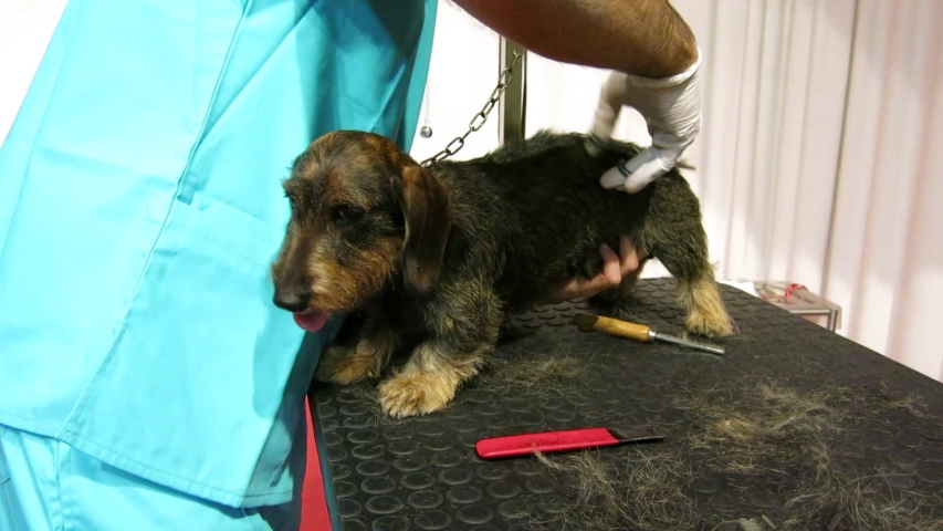 Grooming A Hard Haired Dachshund The Stock Footage Video 100