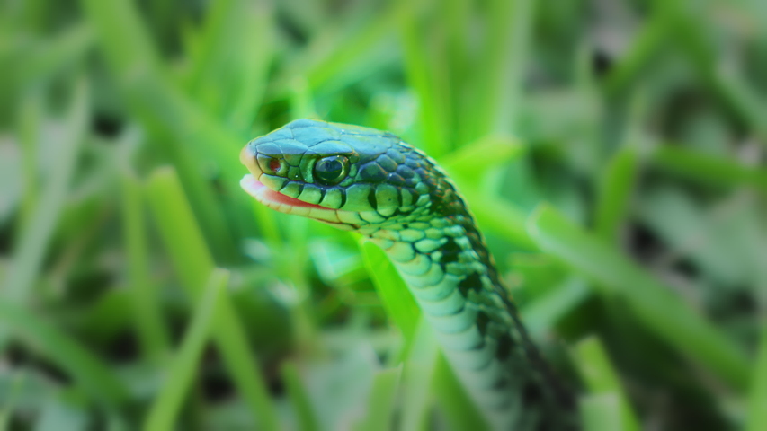 Garter Snake In Green Grass Stock Footage Video 100 Royalty