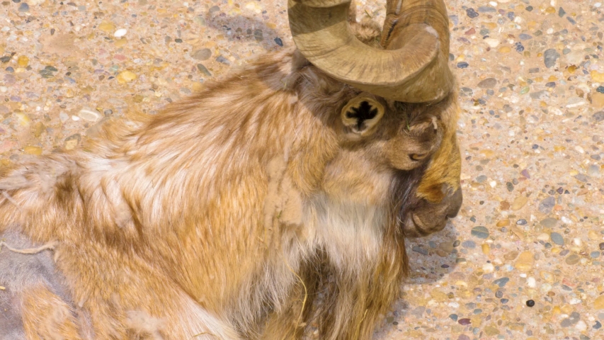 Markhor Stock Video Footage - 4K and HD Video Clips | Shutterstock