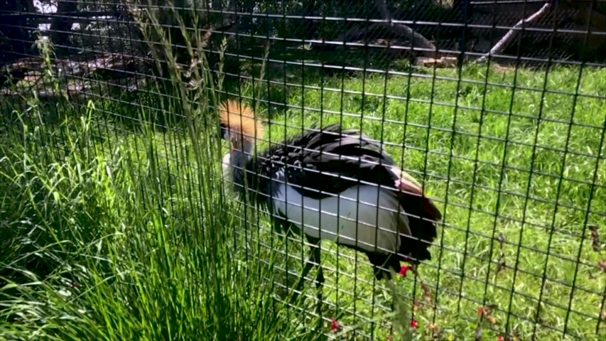 Eastern African Crowned Crane image - Free stock photo - Public Domain