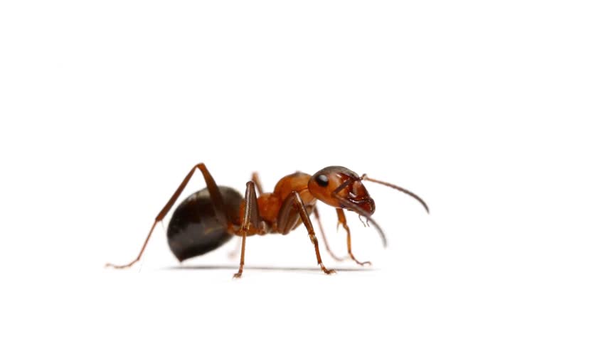  Ant  Insect Isolated On White  Stock Footage Video 100 