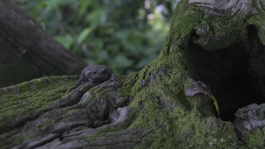 South African Black Rain Frog Stock Footage Video 100 Royalty