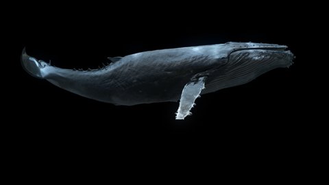 Whale Stock Video Footage 4k And Hd Video Clips Shutterstock