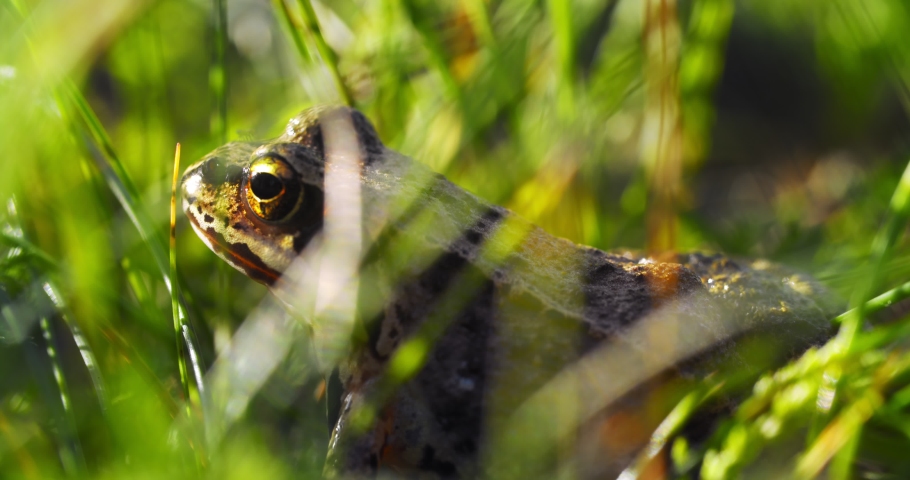 Brown Frog Close up image - Free stock photo - Public Domain photo ...