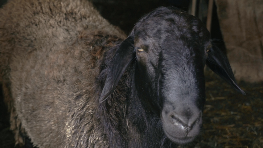 4k00 08we Can See A Black Sheep In The Barn The Farm Animal Is