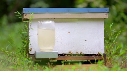 Feeder For Bees Stock Video Footage 4k And Hd Video Clips