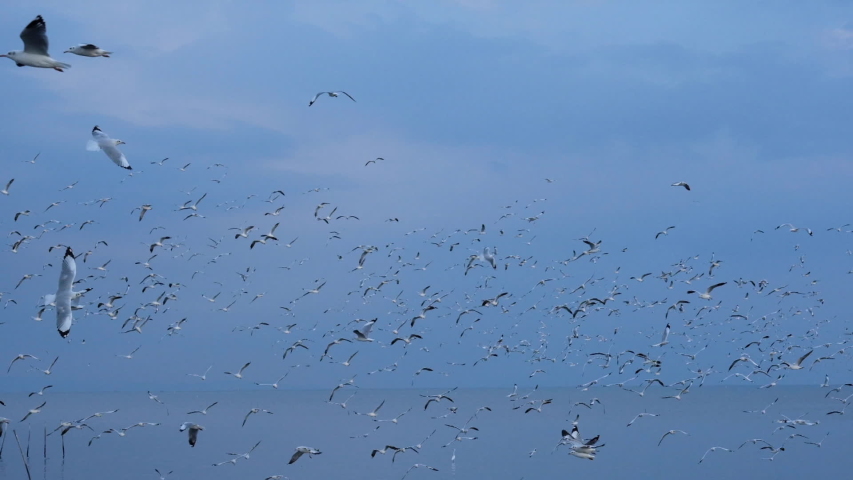 Flying Seagull over water image - Free stock photo - Public Domain ...