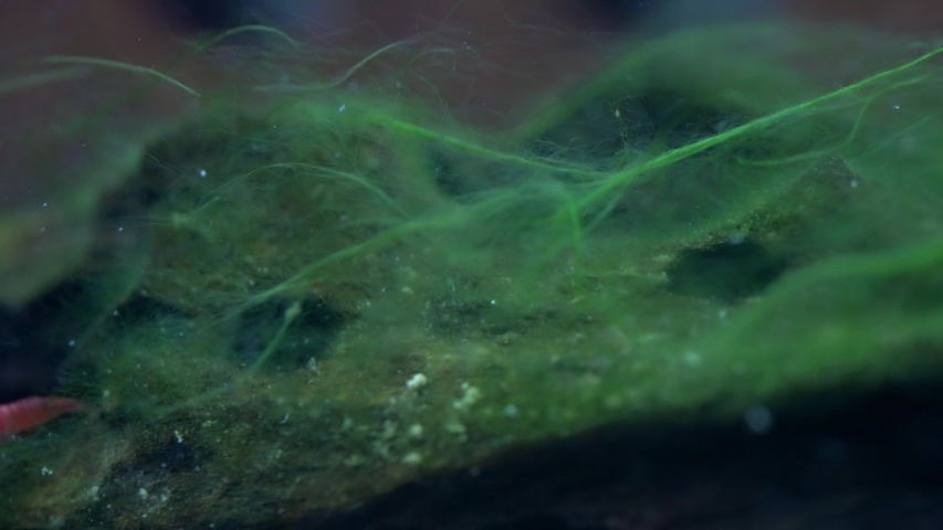 1000 Green Hair Algae Stock Video Clips And Footage Royalty Free