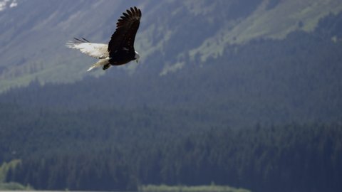 Bald Eagle Flying Up Alaskan Fjord And Soaring In The Wind Shot In Slow Motion