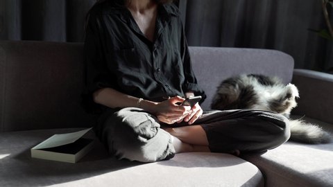 Cat Chilling On Couch Stock Video Footage 4k And Hd Video Clips