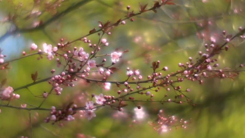 Fantasy Plum Branch With Pink Vidéos De Stock 100 Libres De Droit 10386584 Shutterstock