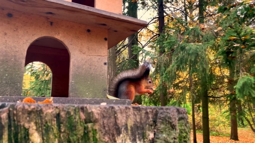Cute Funny Squirrel Bites Nuts Stock Footage Video 100 Royalty