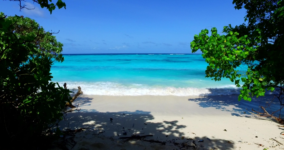 Tropical trees and beach and Jamaica image - Free stock photo - Public ...