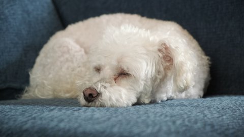 White Bichon Frise On Deck Stock Footage Video 100 Royalty Free