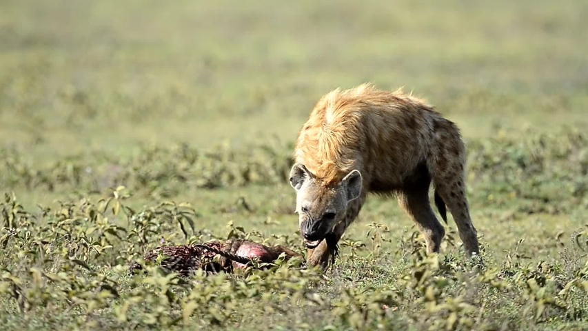 Spotted Hyena image - Free stock photo - Public Domain photo - CC0 Images