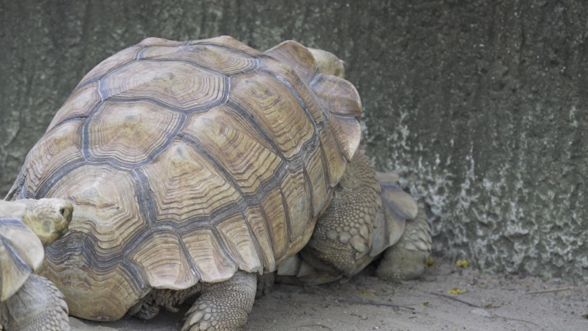 Two Giant Tortoises mating image - Free stock photo - Public Domain ...