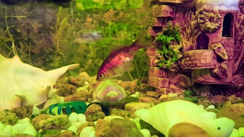 Small Fish Tank Designs Freshwater Fish Tanks Design Stock Video