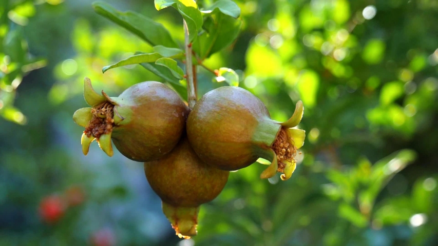 Fruit Trees - Home Gardening Apple, Cherry, Pear, Plum: Best Place To