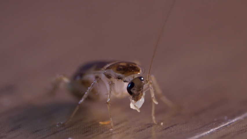 Close Macro of an insect head image - Free stock photo - Public Domain ...