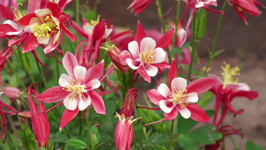 Aquilegia Origami Beautiful Pink Columbine Stock Footage Video 100 Royalty Free 10587284 Shutterstock