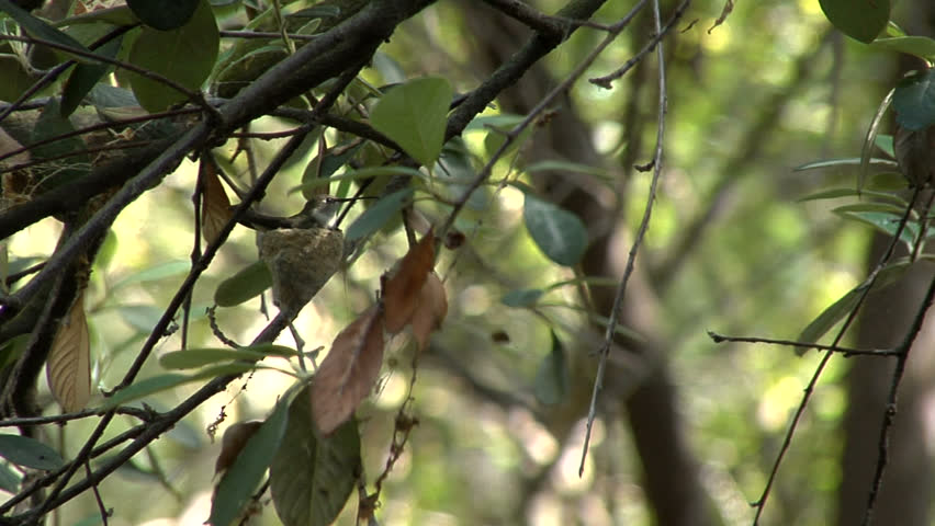 Wild Monkey Crawling On Tree Canopy Shot From Below Camera Pan Tilts