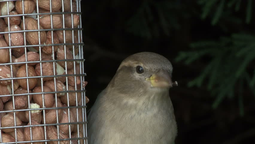 A Female House Sparrow Works Stock Footage Video 100 Royalty