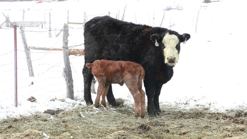 Newborn Day Old Calf Standing By Mother Cow And Friend. Winter Born In ...