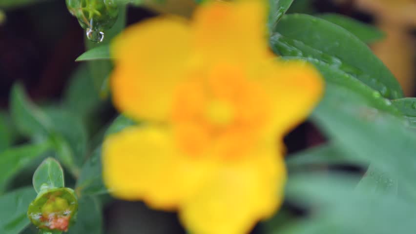 Header of hypericum