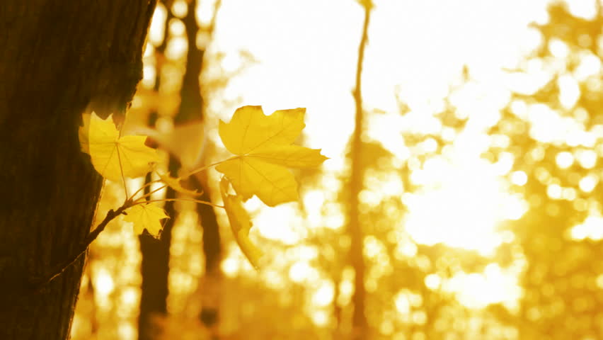Leaves blowing on a single note. Leaves blowing on a single note