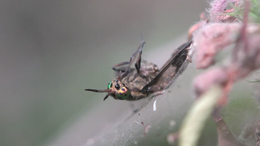 Header of Tephritidae