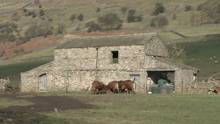 Small Herd Of Cattle Feed Stock Footage Video 100 Royalty Free
